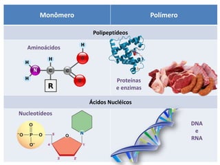 Monômero                         Polímero

                   Polipeptídeos

   Aminoácidos




                            Proteínas
                            e enzimas

                  Ácidos Nucléicos
Nucleotídeos
                                                   DNA
                                                    e
                                                   RNA
 