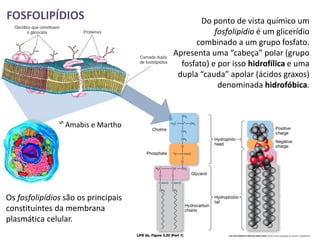 FOSFOLIPÍDIOS                                Do ponto de vista químico um
                                                 fosfolipídio é um glicerídio
                                           combinado a um grupo fosfato.
                                     Apresenta uma “cabeça” polar (grupo
                                       fosfato) e por isso hidrofílica e uma
                                      dupla “cauda” apolar (ácidos graxos)
                                                  denominada hidrofóbica.



               ᔥ Amabis e Martho




Os fosfolipídios são os principais
constituintes da membrana
plasmática celular.
 