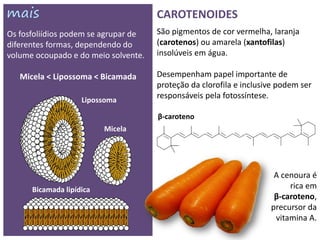 CAROTENOIDES
Os fosfoliídios podem se agrupar de   São pigmentos de cor vermelha, laranja
diferentes formas, dependendo do      (carotenos) ou amarela (xantofilas)
volume ocoupado e do meio solvente.   insolúveis em água.

   Micela < Lipossoma < Bicamada      Desempenham papel importante de
                                      proteção da clorofila e inclusive podem ser
                    Lipossoma
                                      responsáveis pela fotossíntese.

                                      β-caroteno
                          Micela




                                                                      A cenoura é
      Bicamada lipídica                                                   rica em
                                                                      β-caroteno,
                                                                     precursor da
                                                                      vitamina A.
 