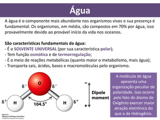 Água
A água é o componente mais abundante nos organismos vivos e sua presença é
fundamental. Os organismos, em média, são compostos em 70% por água, isso
provavelmente devido ao provável início da vida nos oceanos.

São características fundamentais da água:
- É o SOLVENTE UNIVERSAL (por sua característica polar);
- Tem função osmótica e de termorregulação;
- É o meio de reações metabólicas (quanto maior o metabolismo, mais água);
- Transporta sais, ácidos, bases e macromoléculas pelo organismo.

                                                        A molécula de água
                                                           apesenta uma
                                                      organização peculiar de
                                                      polaridade. Isso ocorre
                                                       pelo fato do átomo de
                                                      Oxigênio exercer maior
                                                       atração eletrônica do
                                                       que o de Hidrogênio.
 
