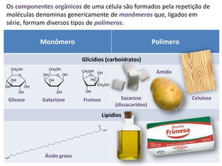 Os componentes orgânicos de uma célula são formados pela repetição de
moléculas denominas genericamente de monômeros que, ligados em
série, formam diversos tipos de polímeros.

           Monômero                                        Polímero

                           Glicídios (carboidratos)
                                                            Amido




Glicose     Galactose      Frutose           Sacarose                 Celulose
                                          (dissacarídeo)
                                     Lipídios




             Ácido graxo
 