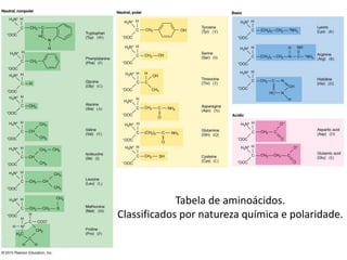 Tabela de aminoácidos.
Classificados por natureza química e polaridade.
 