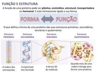 FUNÇÃO E ESTRUTURA
A função de uma proteína pode ser plástica, enzimática, estrutural, transportadora
              ou hormonal. E está intimamente ligada a sua forma.




 O que define a forma de uma proteína são suas estruturas primárias, secundárias,
                           terciárias e quaternárias.
Estrutura         Estrutura             Estrutura                 Estrutura
PRIMÁRIA        SECUNDÁRIA             TERCIÁRIA                QUATERNÁRIA




                                                            Quando mais de uma
A ordem dos     A espiral por         A forma 3D             cadeia interage para
aminoácidos     eles formada          da molécula           formar uma proteína.
 