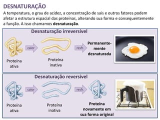 DESNATURAÇÃO
A temperatura, o grau de acidez, a concentração de sais e outros fatores podem
afetar a estrutura espacial das proteínas, alterando sua forma e consequentemente
a função. A isso chamamos desnaturação.
               Desnaturação irreversível

                                                Permanente-
             calor                     resfr.      mente
                                                desnaturada
 Proteína               Proteína
   ativa                 inativa

                 Desnaturação reversível

             calor                     resfr.



 Proteína              Proteína                Proteína
   ativa                inativa            novamente em
                                          sua forma original
 