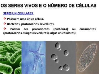 SERES UNICELULARES
 Possuem uma única célula.
 Bactérias, protozoários, leveduras.
 Podem ser procariontes (bactérias) ou eucariontes
(protozoários, fungos (leveduras), algas unicelulares).
 