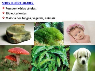 SERES PLURICELULARES
 Possuem várias células.
 São eucariontes.
 Maioria dos fungos, vegetais, animais.
 