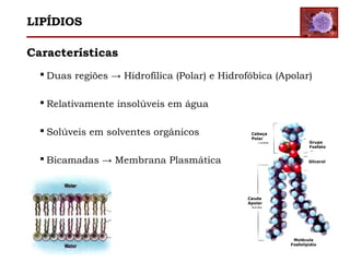 Características
 Duas regiões → Hidrofílica (Polar) e Hidrofóbica (Apolar)
 Relativamente insolúveis em água
 Solúveis em solventes orgânicos
 Bicamadas → Membrana Plasmática
Cabeça
Polar
Cauda
Apolar
Grupo
Fosfato
Glicerol
Molécula
Fosfolipídio
LIPÍDIOS
 