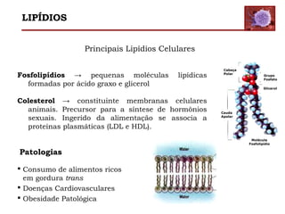 Principais Lipídios Celulares
Cabeça
Polar
Cauda
Apolar
Grupo
Fosfato
Glicerol
Molécula
Fosfolipídio
Fosfolipídios → pequenas moléculas lipídicas
formadas por ácido graxo e glicerol
Colesterol → constituinte membranas celulares
animais. Precursor para a síntese de hormônios
sexuais. Ingerido da alimentação se associa a
proteínas plasmáticas (LDL e HDL).
Patologias
 Consumo de alimentos ricos
em gordura trans
 Doenças Cardiovasculares
 Obesidade Patológica
LIPÍDIOS
 