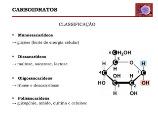 CLASSIFICAÇÃO
CARBOIDRATOS
• Monossacarídeos
→ glicose (fonte de energia celular)
• Dissacarídeos
→ maltose, sacarose, lactose
• Oligossacarídeos
→ ribose e desoxirribose
• Polissacarídeos
→ glicogênio, amido, quitina e celulose
 