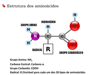  Estrutura dos aminoácidos
Grupo Amina: NH2
Carbono Central: Carbono α
Grupo Carboxila: COOH
Radical: R (Variável para cada um dos 20 tipos de aminoácidos
 