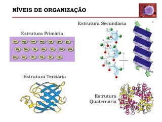 Estrutura Primária
Estrutura Secundária
Estrutura Terciária
Estrutura
Quaternária
NÍVEIS DE ORGANIZAÇÃO
 
