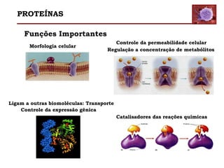 Funções Importantes
Morfologia celular
Catalisadores das reações químicas
Controle da permeabilidade celular
Regulação a concentração de metabólitos
Ligam a outras biomoléculas: Transporte
Controle da expressão gênica
PROTEÍNAS
 