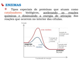  ENZIMAS
 Tipos especiais de proteínas que atuam como
catalisadores biológicos, acelerando as reações
químicas e diminuindo a energia de ativação das
reações que ocorrem no interior das células.
 