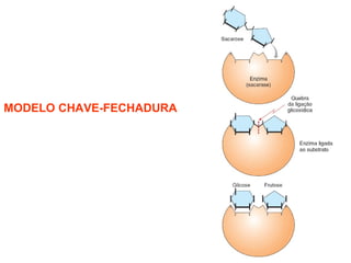 MODELO CHAVE-FECHADURA
 