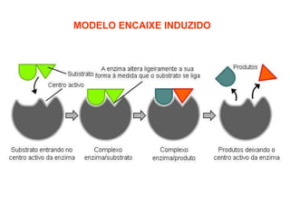 MODELO ENCAIXE INDUZIDO
 
