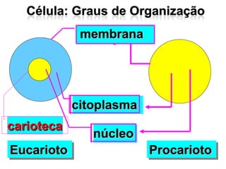 citoplasmacitoplasma
núcleonúcleo
EucariotoEucariotoEucariotoEucarioto ProcariotoProcariotoProcariotoProcarioto
membranamembrana
cariotecacarioteca
 
