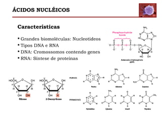 Características
 Grandes biomoléculas: Nucleotídeos
 Tipos DNA e RNA
 DNA: Cromossomos contendo genes
 RNA: Síntese de proteínas
ÁCIDOS NUCLÉICOS
 