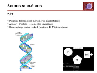 ÁCIDOS NUCLÉICOS
DNA
 Polímero formado por monômeros (nucleotídeos)
 Açúcar + Fosfato → elementos invariáveis
 Bases nitrogenadas → A, G (purinas) C, T (pirimidinas)
 