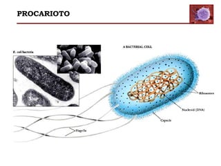 PROCARIOTO
 