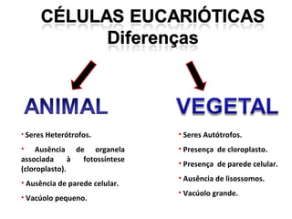 • Seres Heterótrofos.
• Ausência de organela
associada à fotossíntese
(cloroplasto).
• Ausência de parede celular.
• Vacúolo pequeno.
• Seres Autótrofos.
• Presença de cloroplasto.
• Presença de parede celular.
• Ausência de lisossomos.
• Vacúolo grande.
 