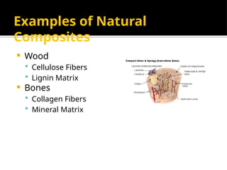 Examples of Natural
Composites
 Wood
 Cellulose Fibers
 Lignin Matrix
 Bones
 Collagen Fibers
 Mineral Matrix
 