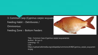 Composite Fish Culture by Ashish Verma.pptx