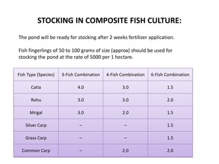 STOCKING IN COMPOSITE FISH CULTURE:
The pond will be ready for stocking after 2 weeks fertilizer application.
Fish fingerlings of 50 to 100 grams of size (approx) should be used for
stocking the pond at the rate of 5000 per 1 hectare.
Fish Type (Species) 3-Fish Combination 4-Fish Combination 6-Fish Combination
Catla 4.0 3.0 1.5
Rohu 3.0 3.0 2.0
Mrigal 3.0 2.0 1.5
Silver Carp – – 1.5
Grass Carp – – 1.5
Common Carp – 2.0 2.0
 