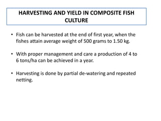 HARVESTING AND YIELD IN COMPOSITE FISH
CULTURE
• Fish can be harvested at the end of first year, when the
fishes attain average weight of 500 grams to 1.50 kg.
• With proper management and care a production of 4 to
6 tons/ha can be achieved in a year.
• Harvesting is done by partial de-watering and repeated
netting.
 