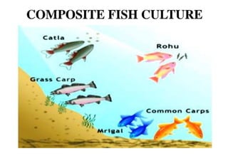Composite fish culture ppt.pptx
