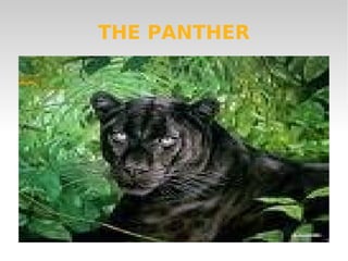 THE PANTHER 