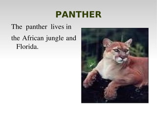 PANTHER The  panther  lives in   