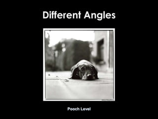Different Angles
Pooch Level
 