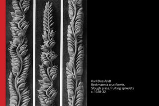 Karl Blossfeldt 
Beckmannia cruciformis, 
Slough grass, fruiting spikelets 
c. 1928-32 
 