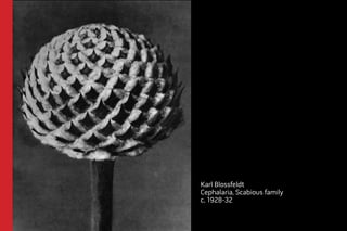 Karl Blossfeldt 
Cephalaria, Scabious family 
c. 1928-32 
 