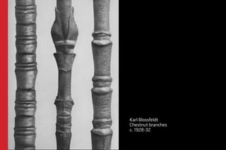 Karl Blossfeldt 
Chestnut branches 
c. 1928-32 
 