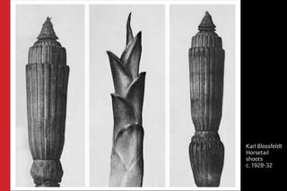 Karl Blossfeldt 
Horsetail 
shoots 
c. 1928-32 
 