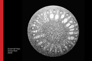 Susannah Hays 
Smilax Root 
2000 
 