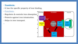 • Transferrin-
• It has the specific property of iron binding.
• Functions-
• Regulates & controls iron absorption from GIT
• Protects against iron intoxication.
• Helps in iron transport.
•
 