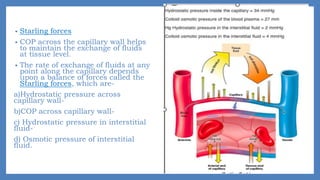 • Starling forces
• COP across the capillary wall helps
to maintain the exchange of fluids
at tissue level.
• The rate of exchange of fluids at any
point along the capillary depends
upon a balance of forces called the
Starling forces, which are-
a)Hydrostatic pressure across
capillary wall-
b)COP across capillary wall-
c) Hydrostatic pressure in interstitial
fluid-
d) Osmotic pressure of interstitial
fluid.
 