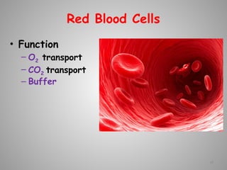 Red Blood Cells
• Function
– O2 transport
– CO2 transport
– Buffer
18
 