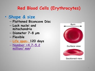 Red Blood Cells (Erythrocytes)
• Shape & size
– Flattened Biconcave Disc
– Lack nuclei and
mitochondria
– Diameter 7-8 µm
– Flexible
– Life span- 120 days
– Number =4.7-5.2
million/ mm3
19
 