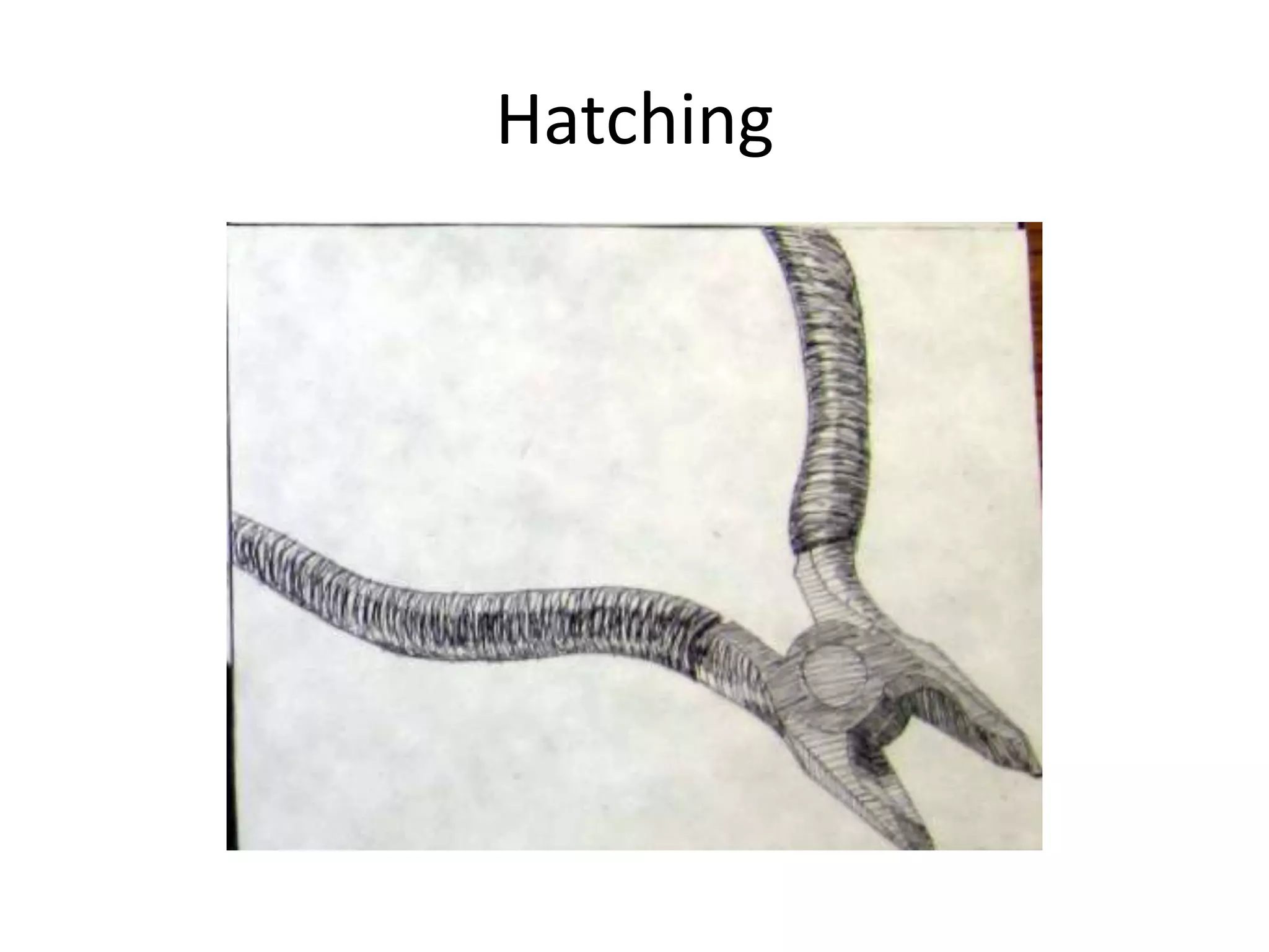Hatching
 