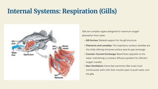 Gills are complex organs designed for maximum oxygen
absorption from water.
• Gill Arches: Skeletal support for the gill structure.
• Filaments and Lamellae: The respiratory surface; lamellae are
tiny folds offering immense surface area for gas exchange.
• Counter-Current Exchange: Blood ﬂows opposite to the
water, maintaining a constant diffusion gradient for efﬁcient
oxygen transfer.
• Ram Ventilation: Some fast swimmers (like tuna) must
continuously swim with their mouths open to push water over
the gills.
Internal Systems: Respiration (Gills)
 