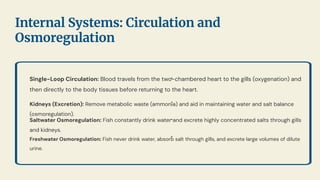 •
Single-Loop Circulation: Blood travels from the two-chambered heart to the gills (oxygenation) and
then directly to the body tissues before returning to the heart.
•
Kidneys (Excretion): Remove metabolic waste (ammonia) and aid in maintaining water and salt balance
(osmoregulation).
•
Saltwater Osmoregulation: Fish constantly drink water and excrete highly concentrated salts through gills
and kidneys.
•
Freshwater Osmoregulation: Fish never drink water, absorb salt through gills, and excrete large volumes of dilute
urine.
Internal Systems: Circulation and
Osmoregulation
 