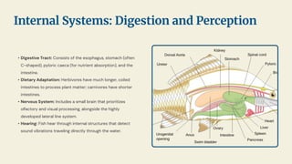 • Digestive Tract: Consists of the esophagus, stomach (often
C-shaped), pyloric caeca (for nutrient absorption), and the
intestine.
• Dietary Adaptation: Herbivores have much longer, coiled
intestines to process plant matter; carnivores have shorter
intestines.
• Nervous System: Includes a small brain that prioritizes
olfactory and visual processing, alongside the highly
developed lateral line system.
• Hearing: Fish hear through internal structures that detect
sound vibrations traveling directly through the water.
Internal Systems: Digestion and Perception
 
