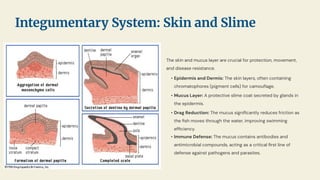 The skin and mucus layer are crucial for protection, movement,
and disease resistance.
• Epidermis and Dermis: The skin layers, often containing
chromatophores (pigment cells) for camouﬂage.
• Mucus Layer: A protective slime coat secreted by glands in
the epidermis.
• Drag Reduction: The mucus signiﬁcantly reduces friction as
the ﬁsh moves through the water, improving swimming
efﬁciency.
• Immune Defense: The mucus contains antibodies and
antimicrobial compounds, acting as a critical ﬁrst line of
defense against pathogens and parasites.
Integumentary System: Skin and Slime
 