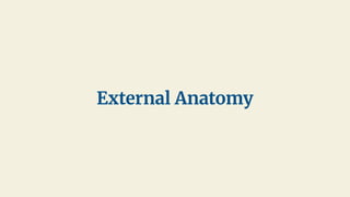 External Anatomy
 