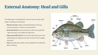 The head region is specialized for sensory input and the initial
stage of feeding and respiration.
• Mouth and Jaws: Highly varied depending on diet (e.g.,
terminal, superior, or inferior mouth position).
• Nares (Nostrils): Used exclusively for olfaction (smell); ﬁsh
"taste" the water, not breathe through them.
• Operculum (Gill Cover): A hard, bony ﬂap that protects the
delicate gills and helps pump water across them for oxygen
extraction.
• Eyes: Generally lack eyelids and are adapted for underwater
light conditions.
External Anatomy: Head and Gills
 