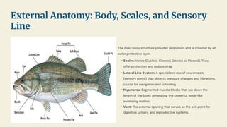 The main body structure provides propulsion and is covered by an
outer protective layer.
• Scales: Varies (Cycloid, Ctenoid, Ganoid, or Placoid). They
offer protection and reduce drag.
• Lateral Line System: A specialized row of neuromasts
(sensory pores) that detects pressure changes and vibrations,
crucial for navigation and schooling.
• Myomeres: Segmented muscle blocks that run down the
length of the body, generating the powerful, wave-like
swimming motion.
• Vent: The external opening that serves as the exit point for
digestive, urinary, and reproductive systems.
External Anatomy: Body, Scales, and Sensory
Line
 