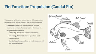 The caudal, or tail ﬁn, is the primary source of forward motion,
generating thrust through powerful side-to-side oscillations.
• Locomotive Engine: The segmented body muscles
(myomeres) contract alternately to drive the caudal ﬁn.
• Shape Determines Speed:
• Lunate (e.g., Tuna): Fast, continuous swimming.
• Forked (e.g., Salmon): Sustained speed and good
maneuverability.
• Rounded (e.g., Grouper): Slow-to-moderate speed with
high burst capabilities.
Fin Function: Propulsion (Caudal Fin)
 